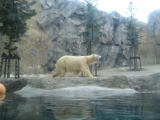 旭山動物園白熊の散歩